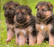 picture5-pupsforweb_000